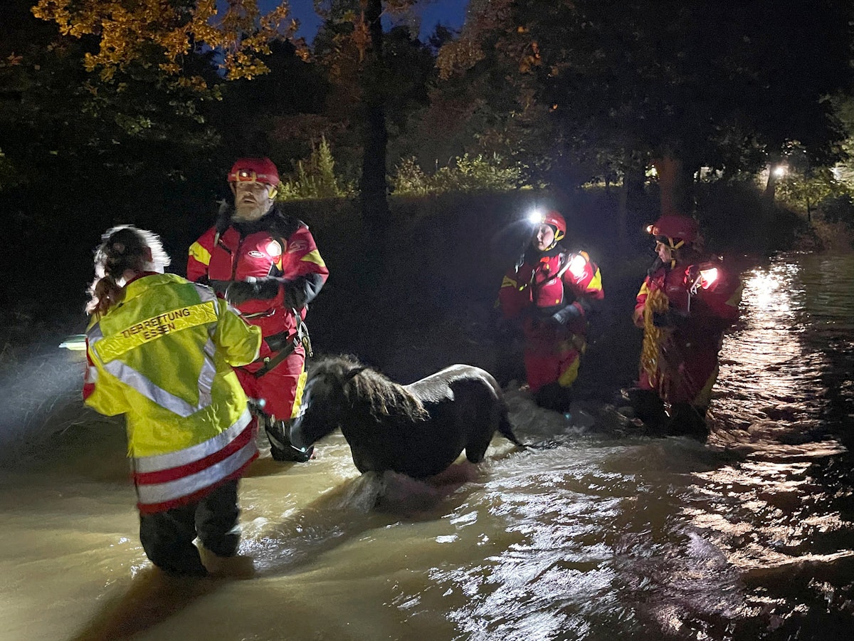 Mitarbeiter der Essener Tierrettung ziehen ein Pony durch das Hochwasser im Kreis Düren.
