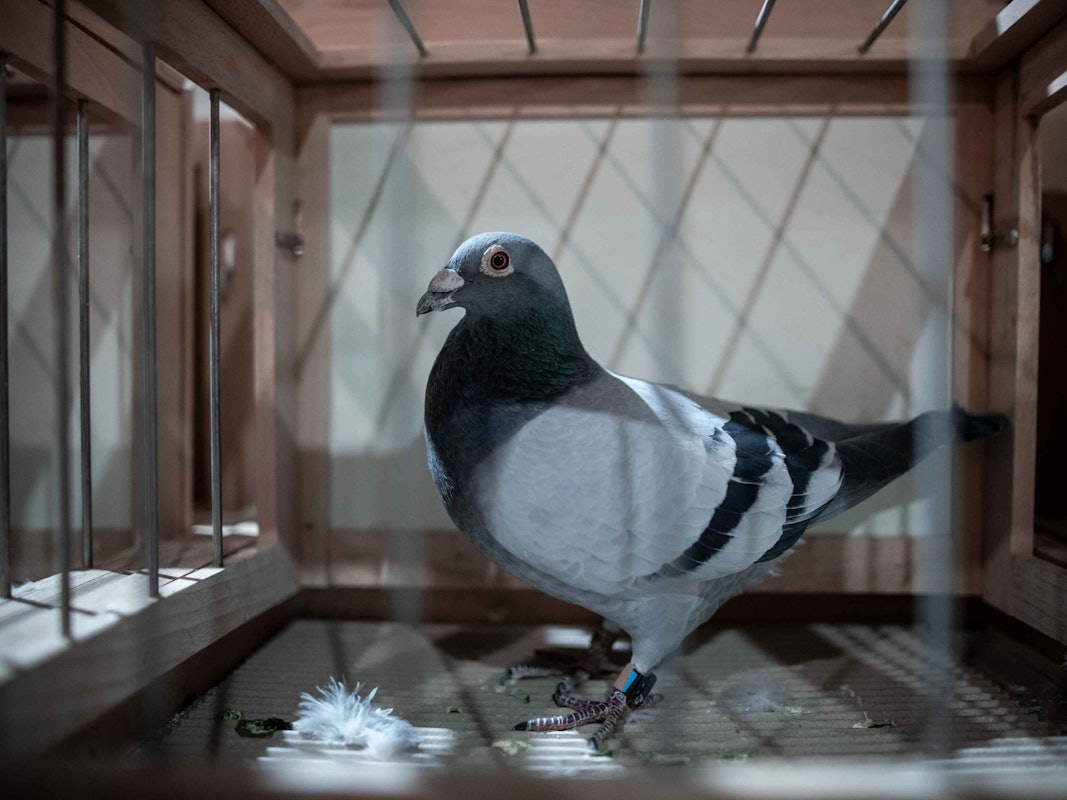 Eine Brieftaube in einem Käfig bei einer Brieftaubenmesse