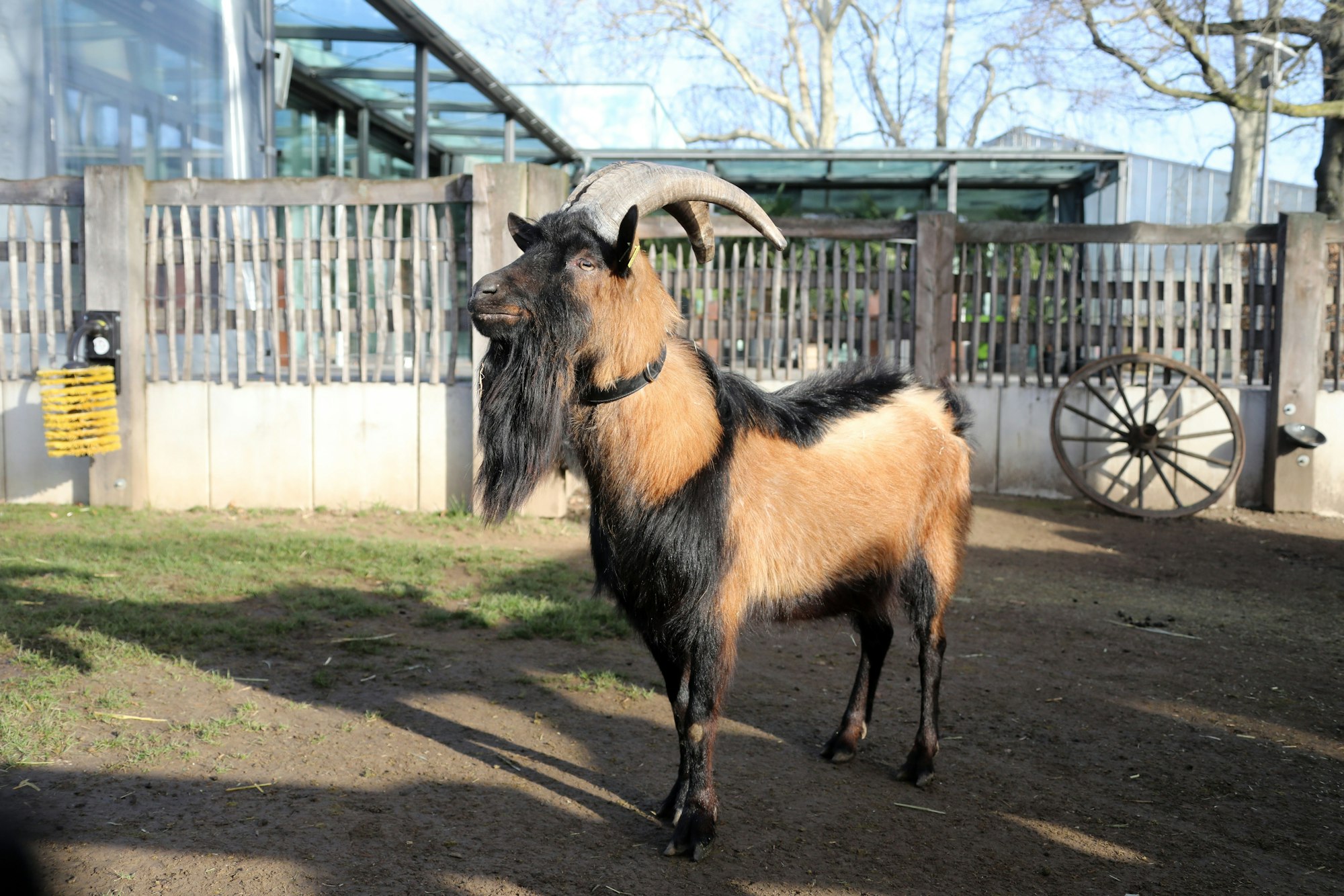 3. Geburtstag von Geissbock Hennes IX. im Zoo Köln