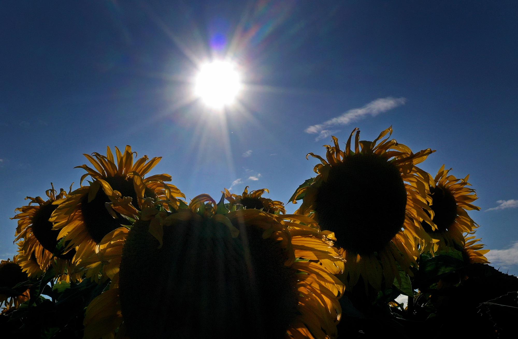 Das Wetter in NRW soll in den kommenden Tagen überwiegend warm und sommerlich werden. Das Symbolbild zeigt ein Sonnenblumenfeld in Seinsheim.