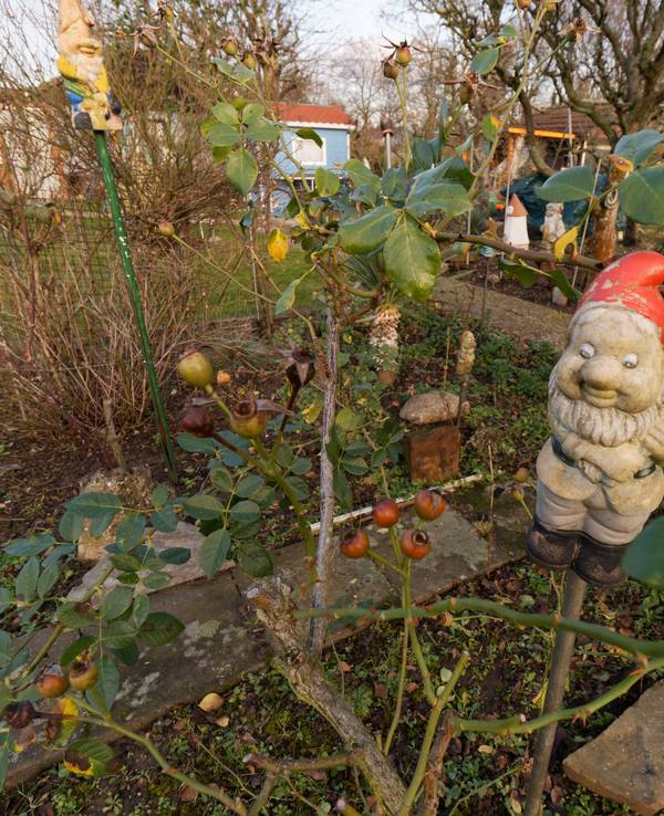 Ein Gartenzwerg steht in einer Kleingartenanlage in Köln