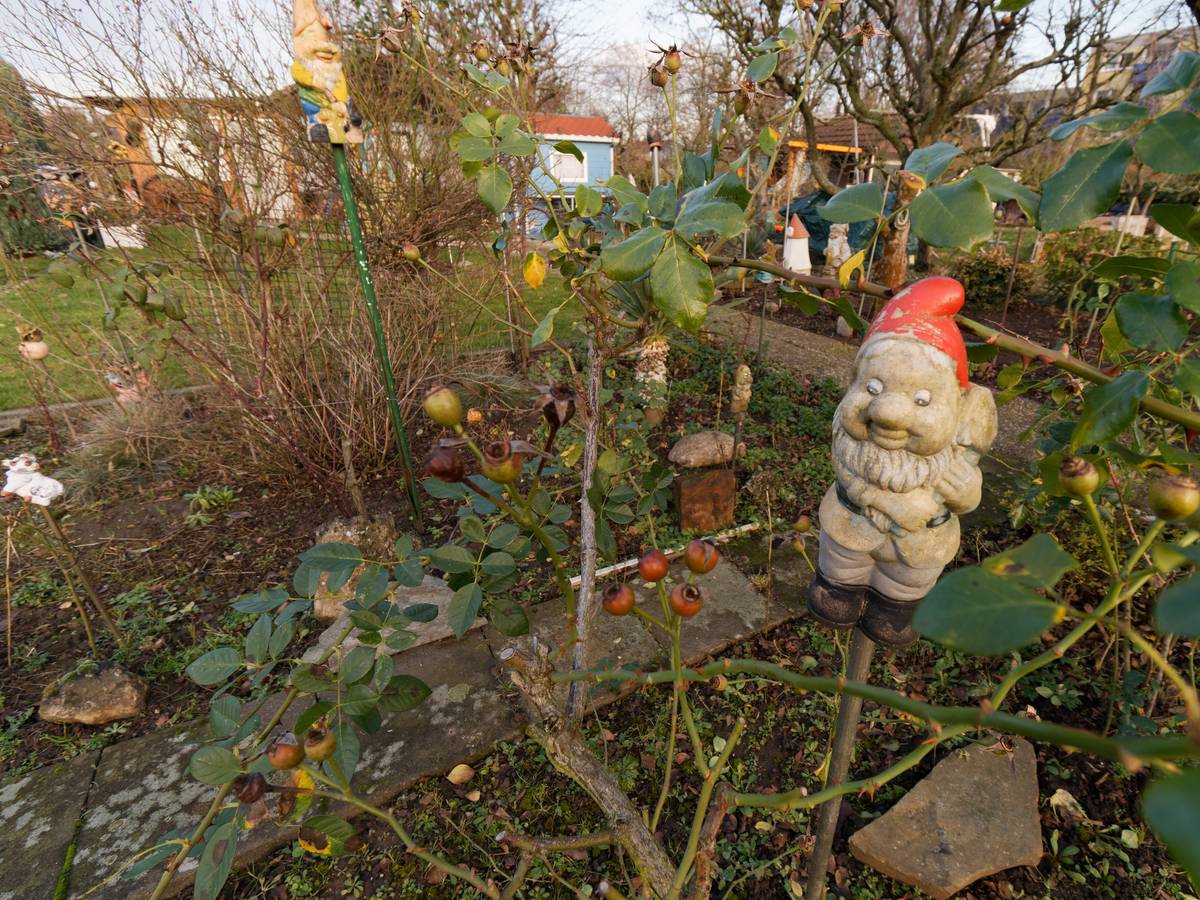 Ein Gartenzwerg steht in einer Kleingartenanlage in Köln