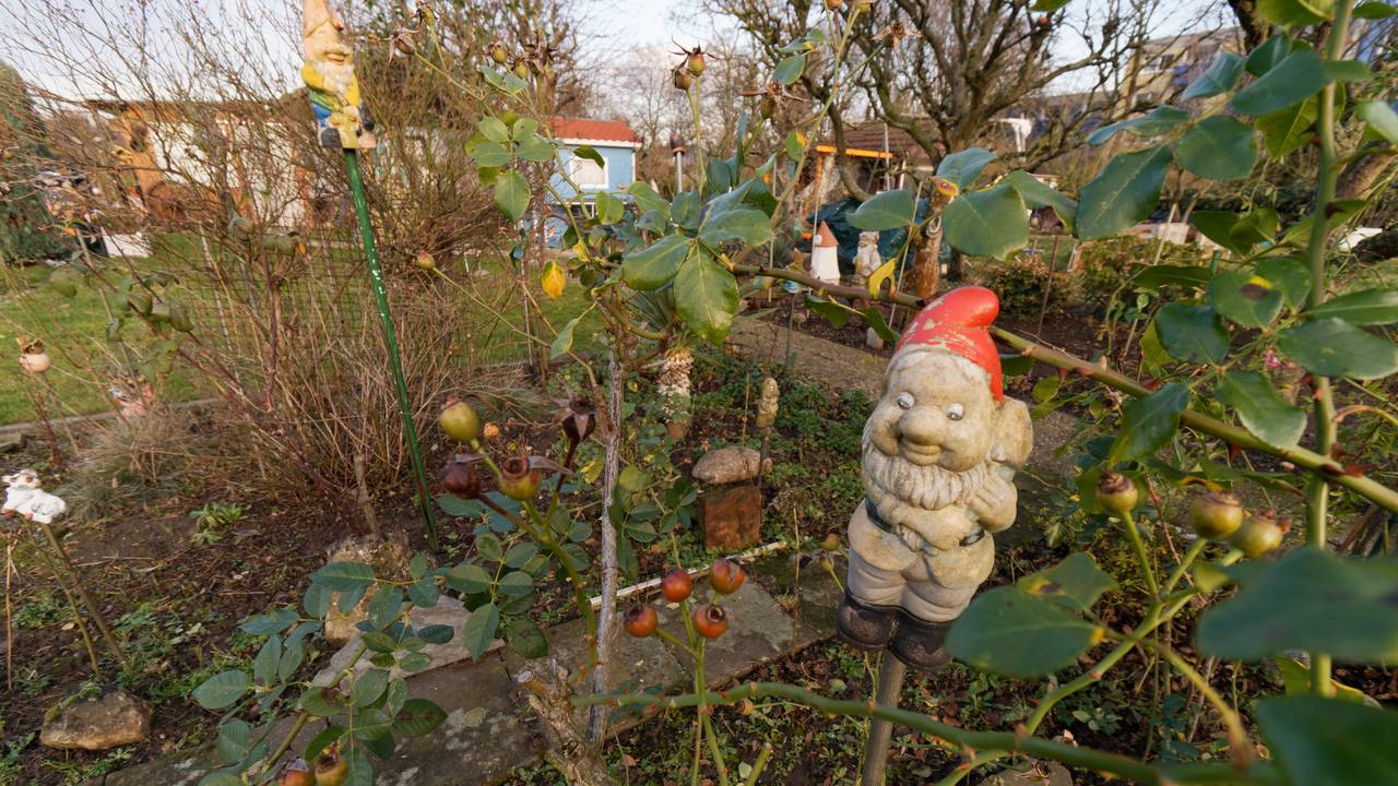 Ein Gartenzwerg steht in einer Kleingartenanlage in Köln