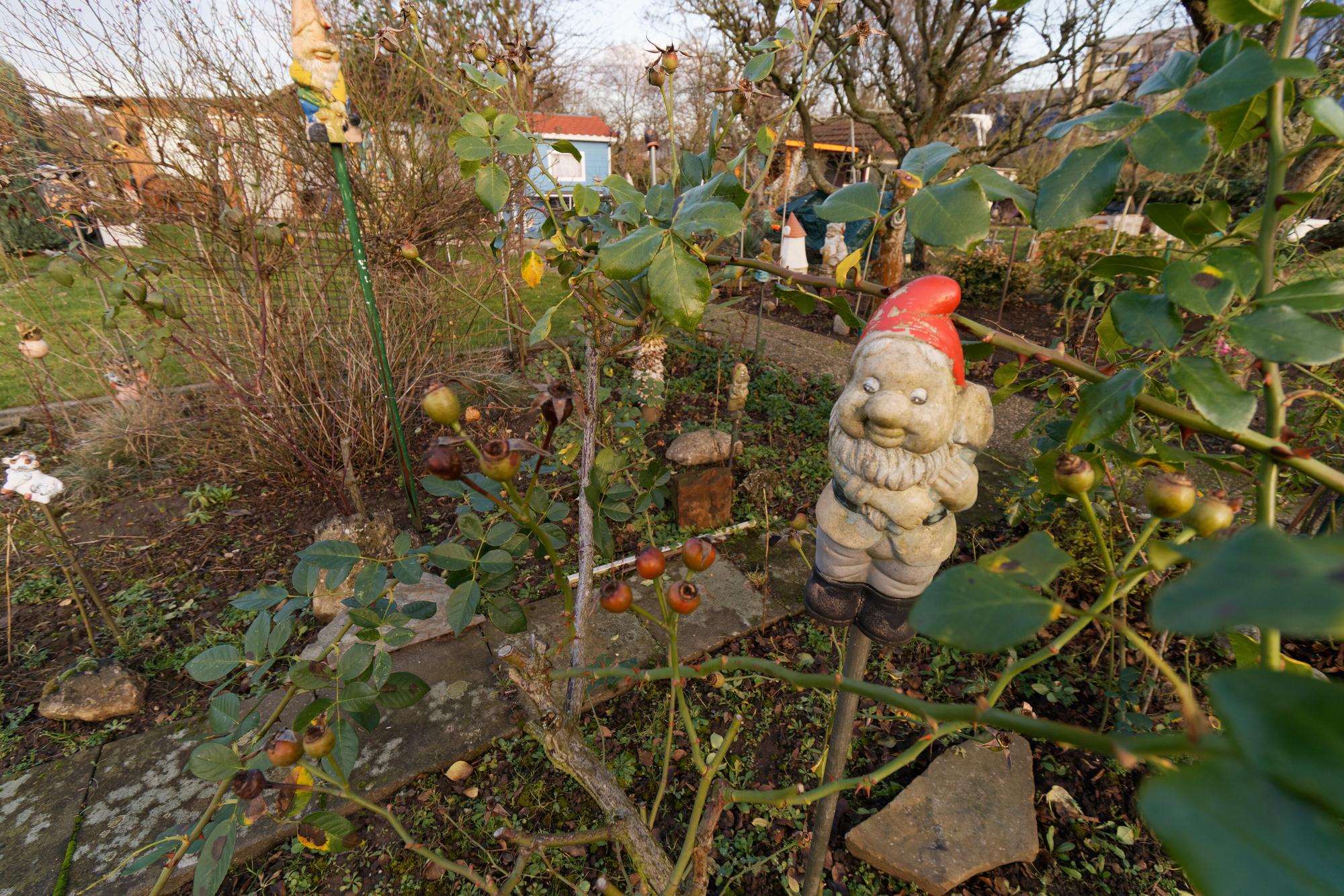 Ein Gartenzwerg steht in einer Kleingartenanlage in Köln