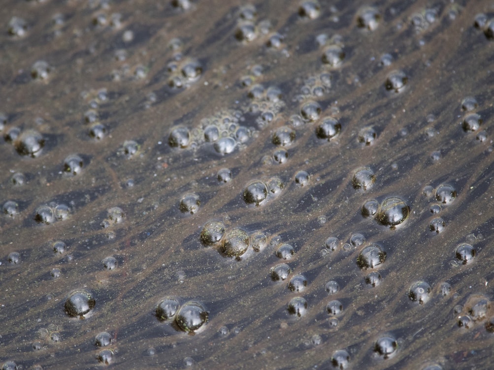 Immer wieder gibt es Fälle, bei denen Blasen in Seen aufsteigen, wie hier im Max-Eyth-See 2019.