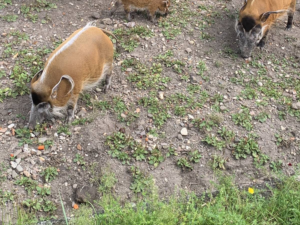 Pinselohrschwein Abby aus dem Kölner Zoo im Gehege mit ihren Eltern. Foto von Julia Sander, vom Kölner Zoo in PM verschickt