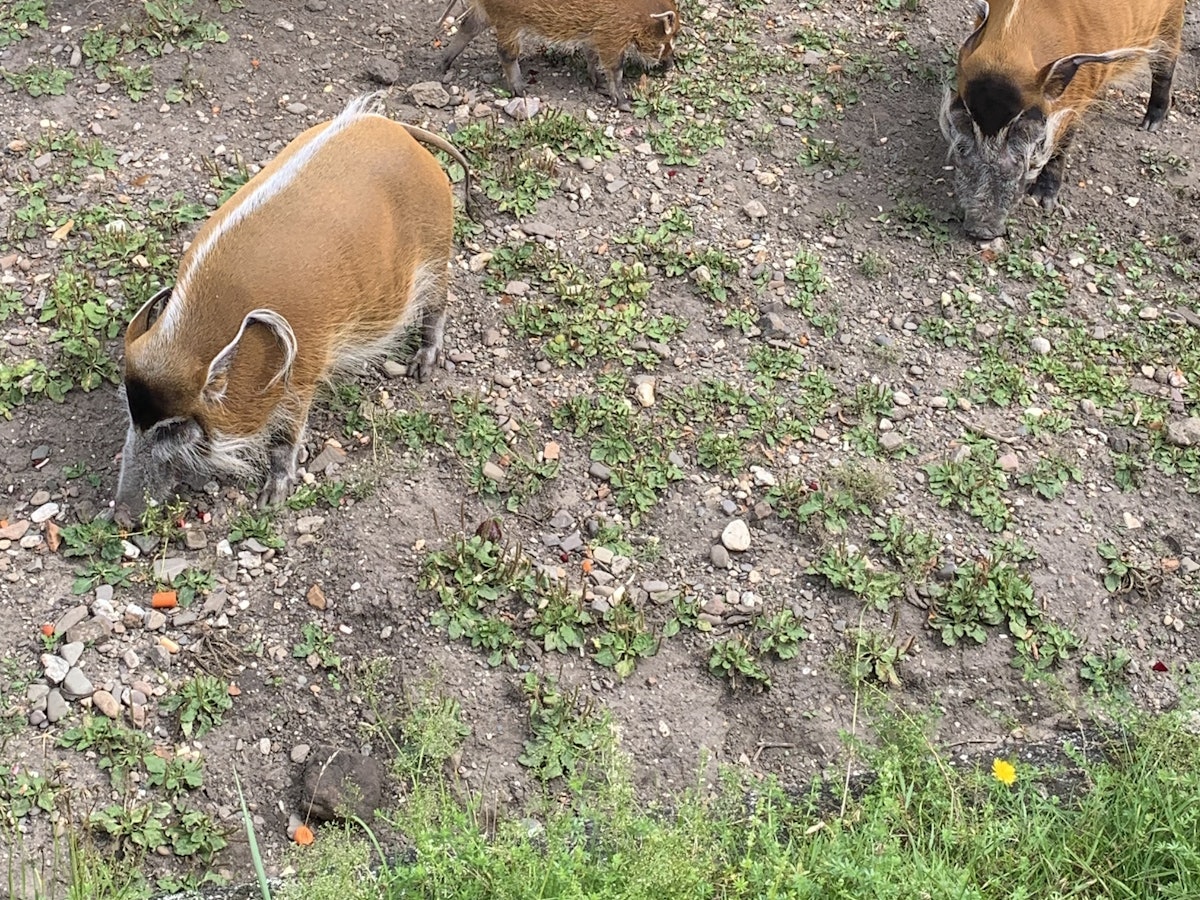 Pinselohrschwein Abby aus dem Kölner Zoo im Gehege mit ihren Eltern. Foto von Julia Sander, vom Kölner Zoo in PM verschickt