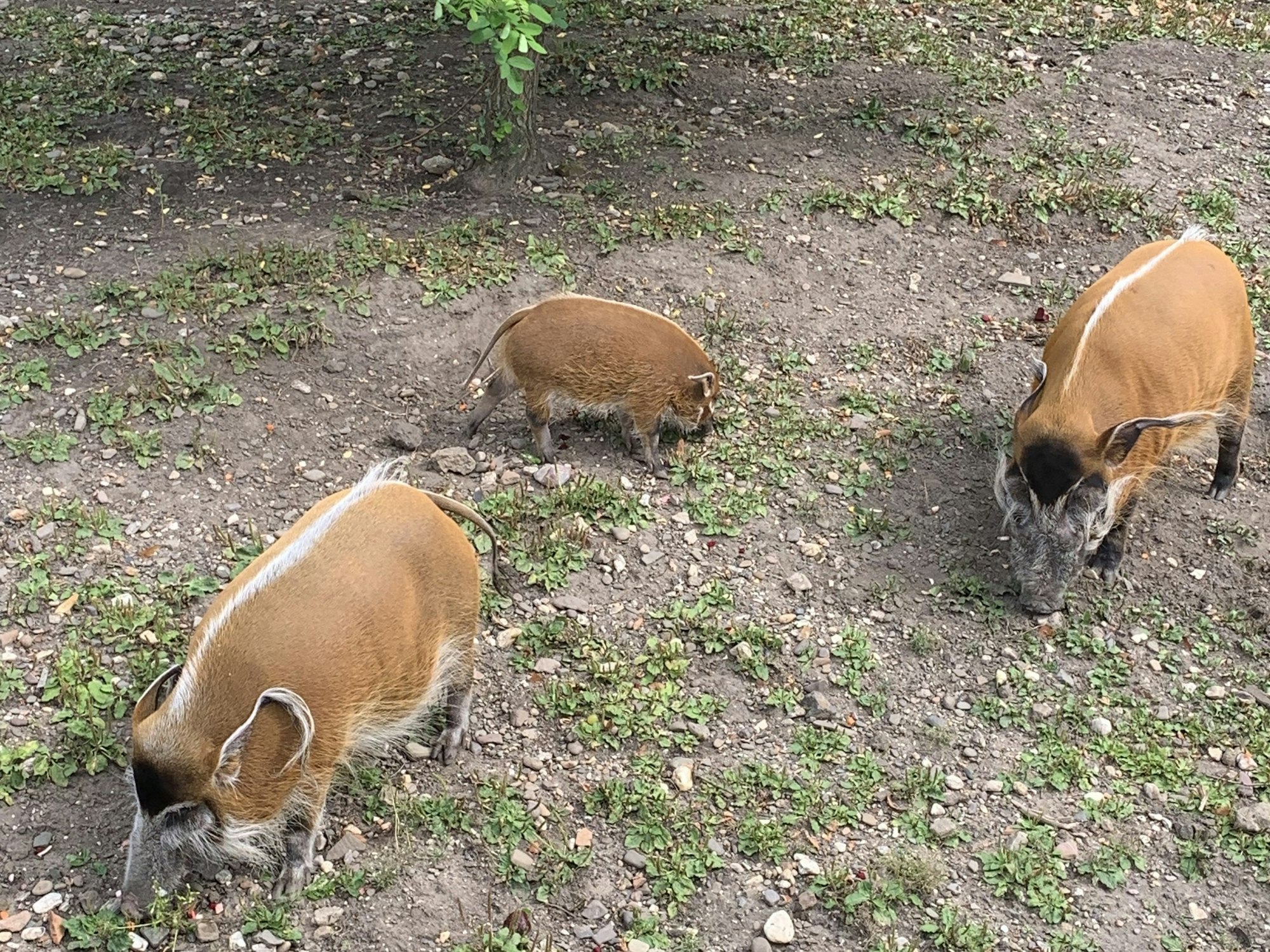 Pinselohrschwein Abby aus dem Kölner Zoo im Gehege mit ihren Eltern. Foto von Julia Sander, vom Kölner Zoo in PM verschickt