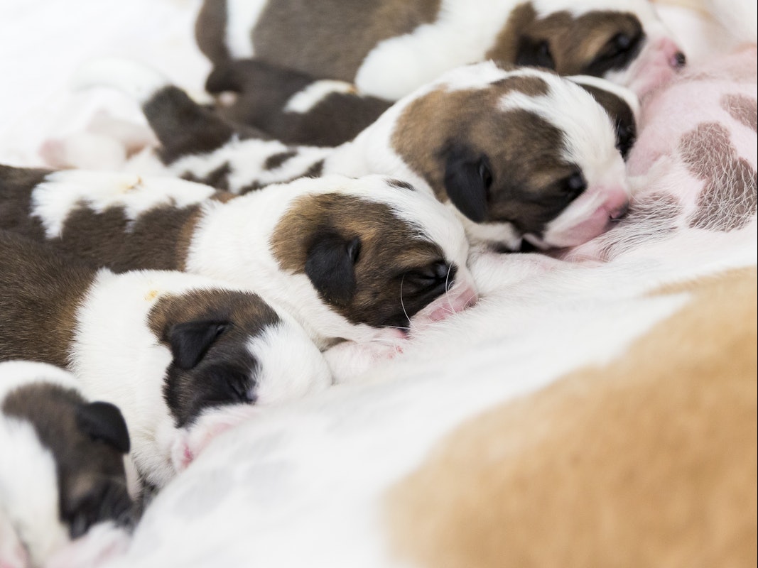 Welpen kaufen: Online boomt der Markt. Der illegale Welpenhandel ist ein großes Problem - auch für die Tiere. Unser Archivbild zeigt acht Tage alte Bernhardiner-Welpen in der Schweiz (2017).