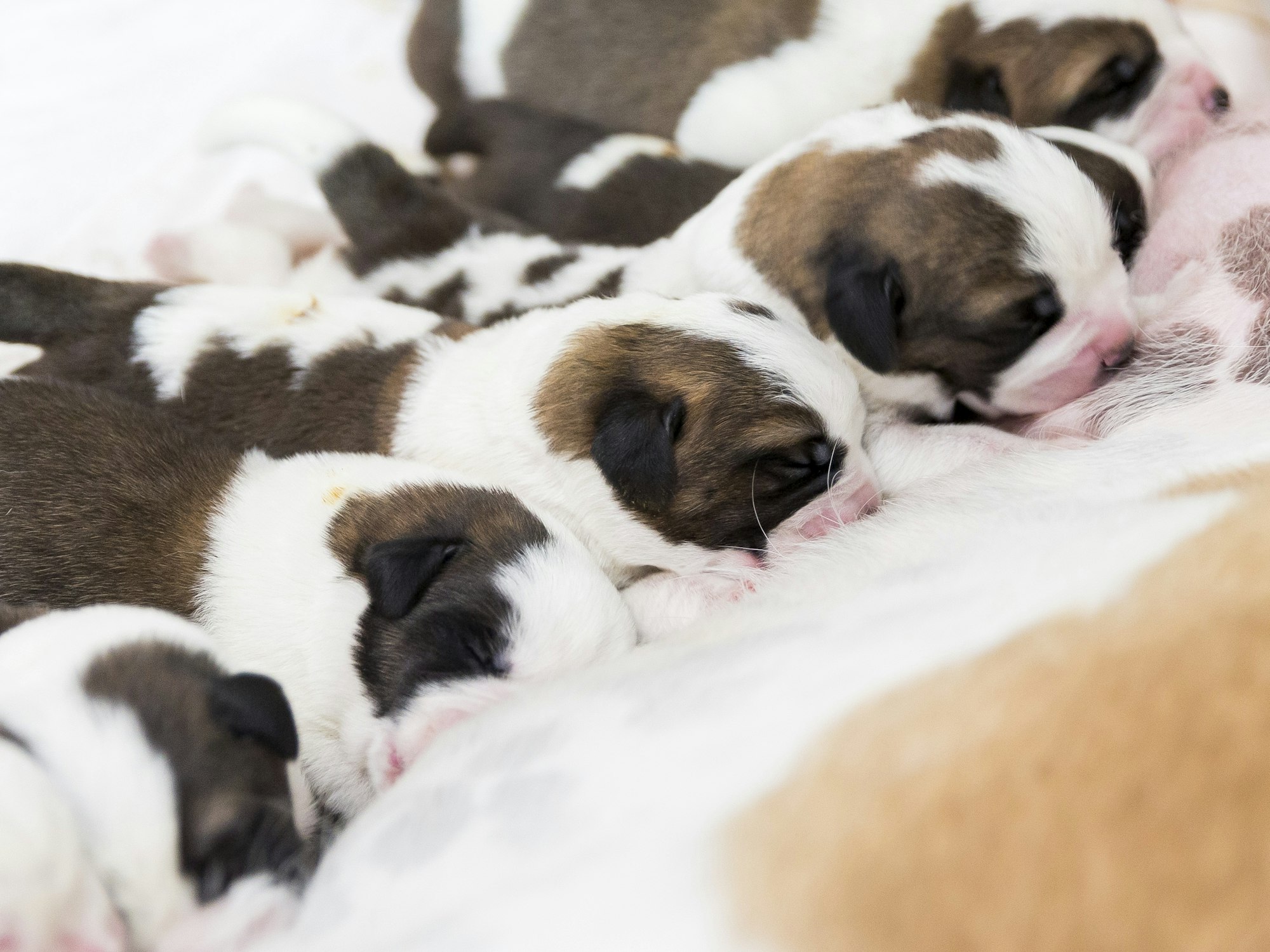 Welpen kaufen: Online boomt der Markt. Der illegale Welpenhandel ist ein großes Problem - auch für die Tiere. Unser Archivbild zeigt acht Tage alte Bernhardiner-Welpen in der Schweiz (2017).