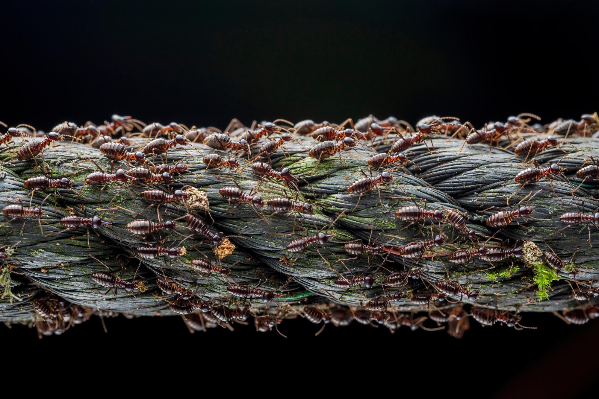 Small Big Migration fängt einen Moment im Leben einer Population von Soldaten-Termiten ein, die wandern, um das Überleben und die Fortpflanzung der Kolonie zu sichern.
Auch das Foto von Termiten gewann einen Preis.