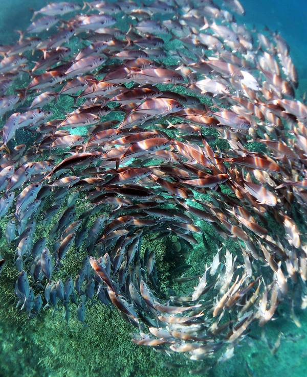 Ein Schwarm Stachelmakrelen in einer Spiralformation bei Heron Island im Great Barrier Reef.
Dieses Foto eines Fischschwarms gewann einen Preis.