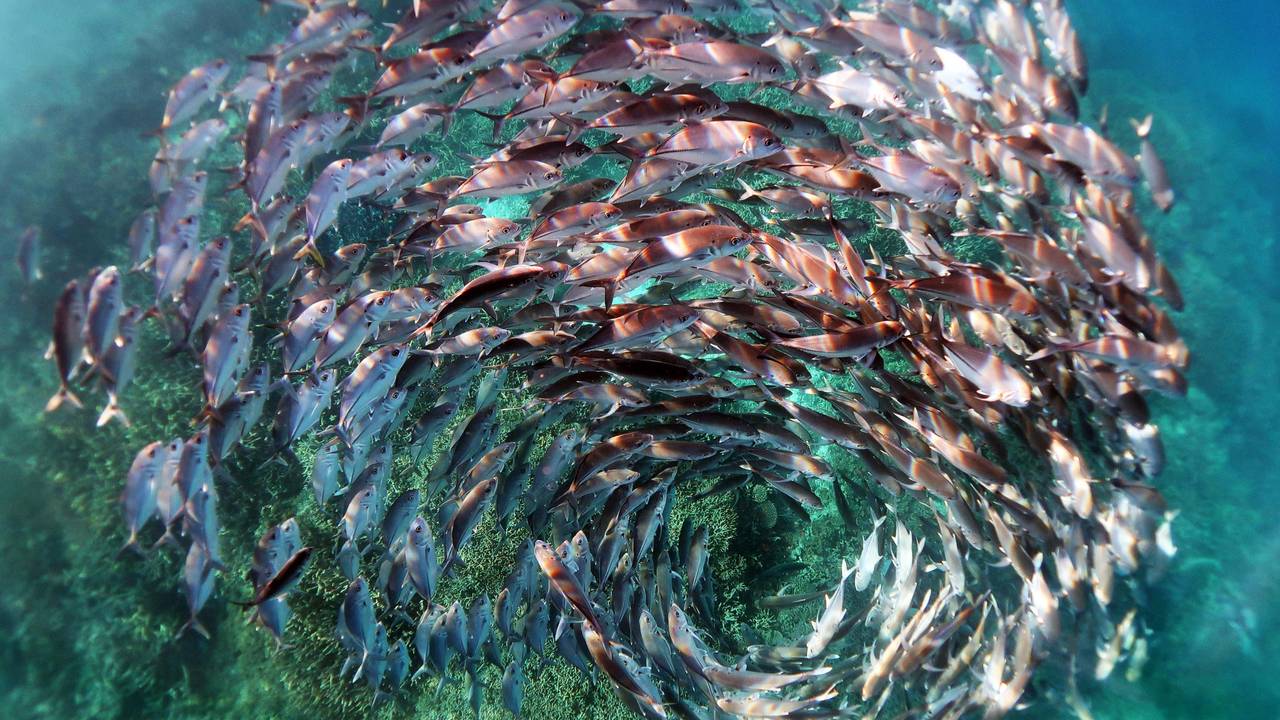Ein Schwarm Stachelmakrelen in einer Spiralformation bei Heron Island im Great Barrier Reef.
Dieses Foto eines Fischschwarms gewann einen Preis.