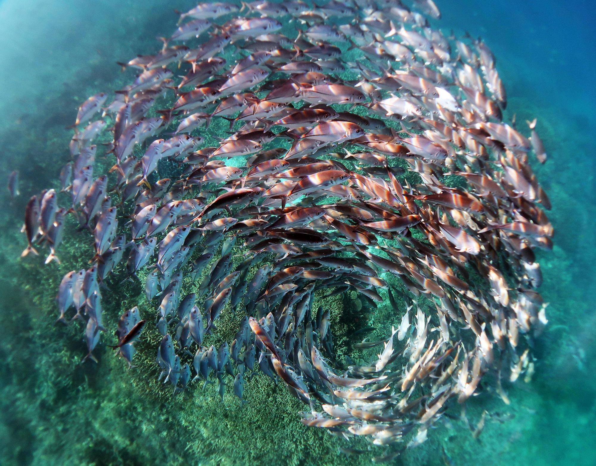 Ein Schwarm Stachelmakrelen in einer Spiralformation bei Heron Island im Great Barrier Reef.
Dieses Foto eines Fischschwarms gewann einen Preis.