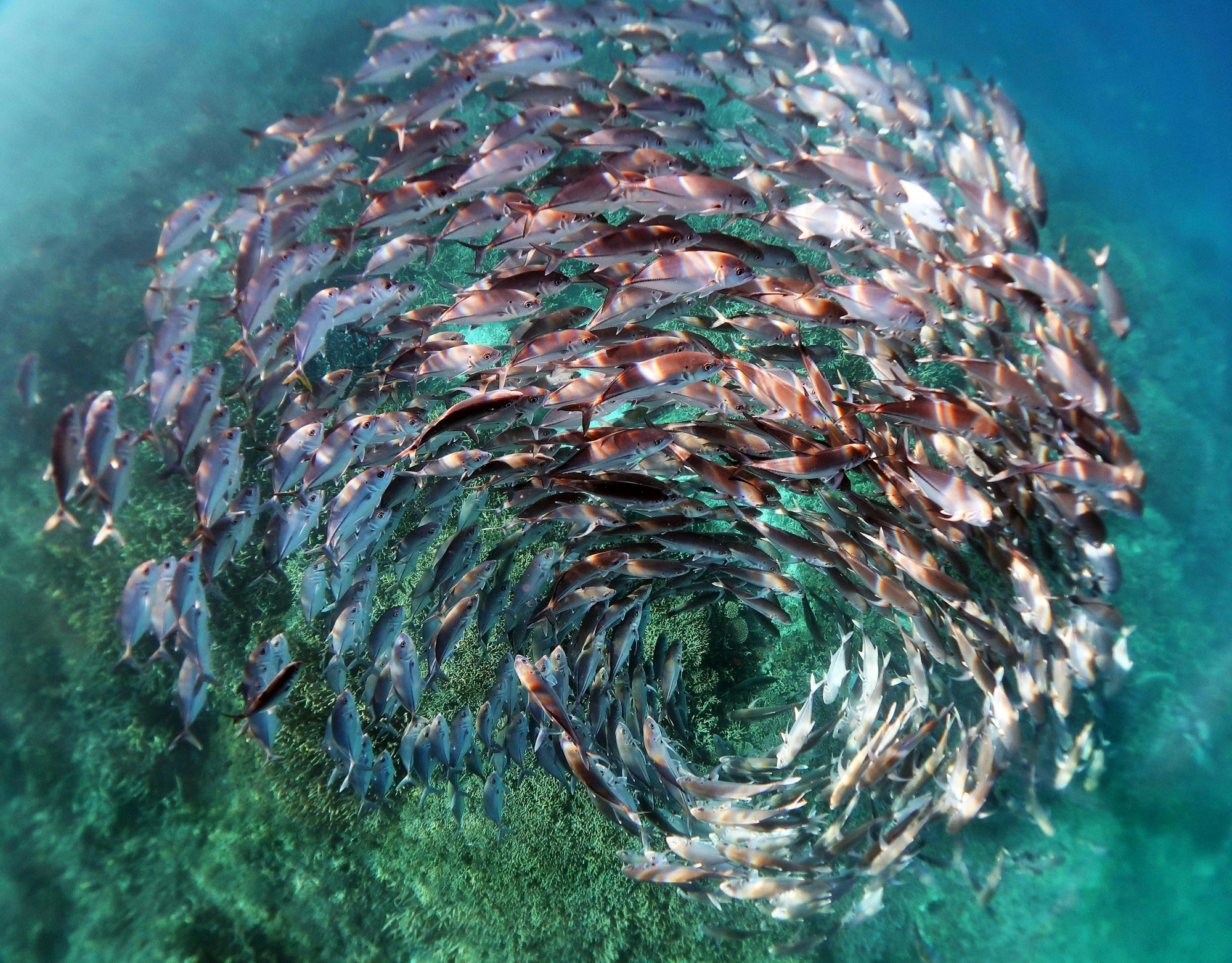 Ein Schwarm Stachelmakrelen in einer Spiralformation bei Heron Island im Great Barrier Reef. 
Dieses Foto eines Fischschwarms gewann einen Preis.