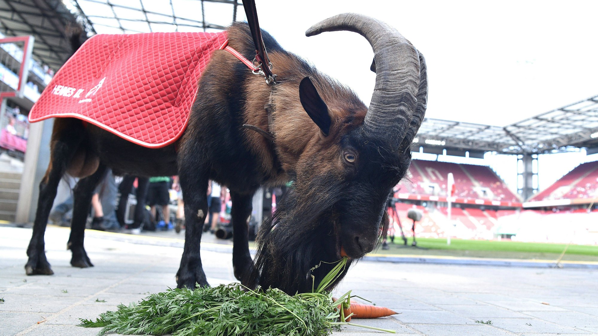 Hennes IX. beim Spiel 1. FC Köln gegen Hertha BSC