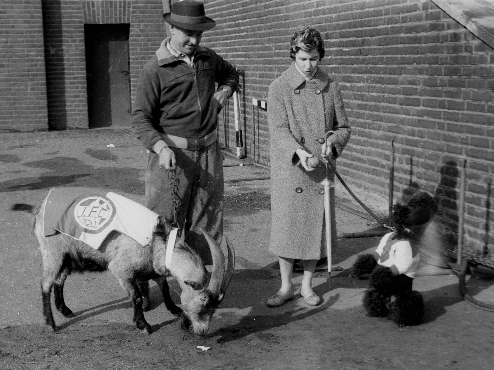 Geißbock Hennes I. an der Leine