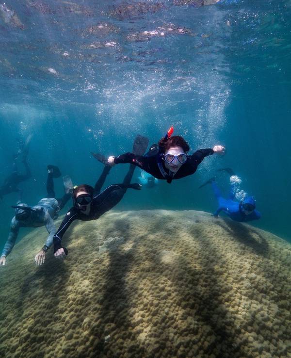 Wissenschaftler schwimmen über die gewaltige Riesenkoralle im australischen Great Barrier Reef.