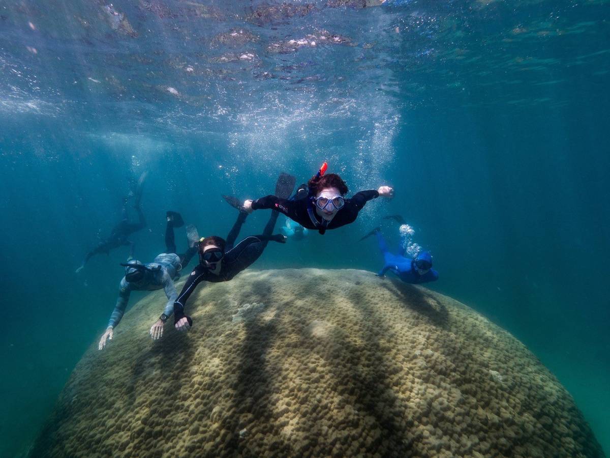 Wissenschaftler schwimmen über die gewaltige Riesenkoralle im australischen Great Barrier Reef.