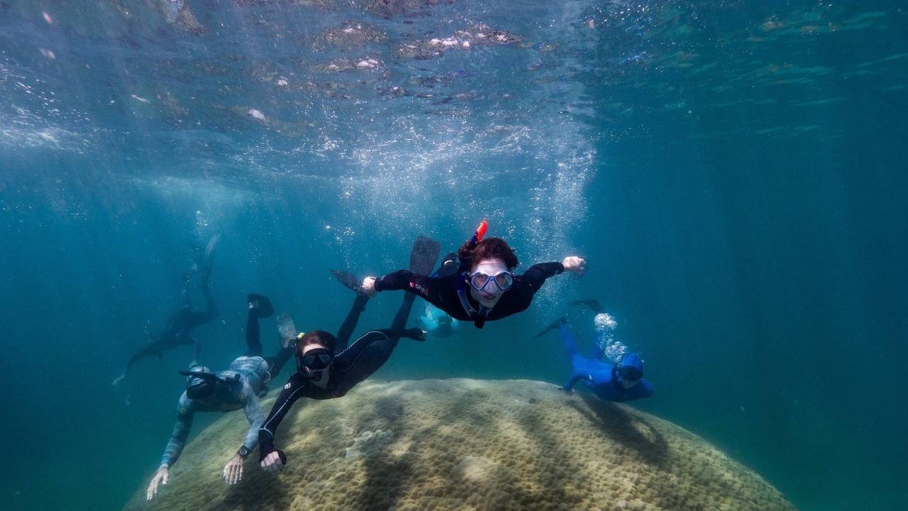 Wissenschaftler schwimmen über die gewaltige Riesenkoralle im australischen Great Barrier Reef.