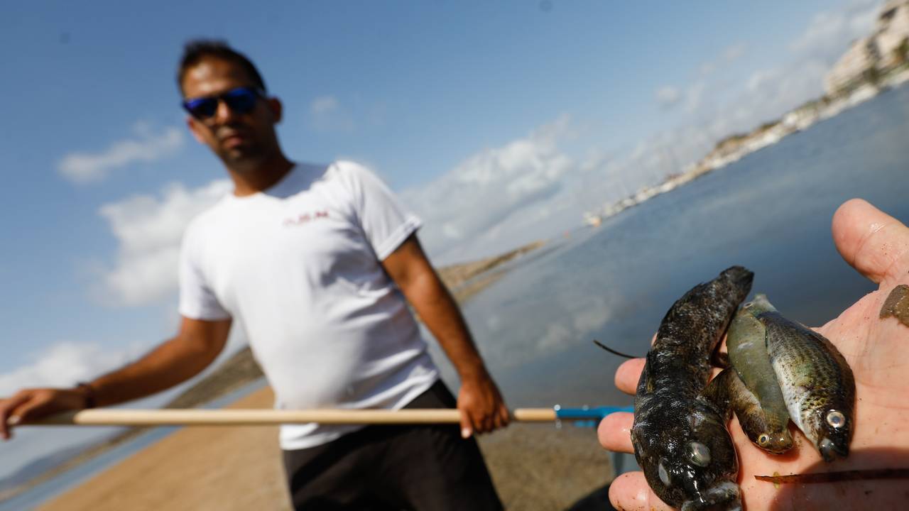 Eine Person zeigt mehrere Exemplare von toten Fischen. Beamte der Guardia Civil haben an verschiedenen Stellen des Mar Menor, an denen seit vergangenem Montag tote Fische aufgetaucht sind, Proben entnommen, um sie weiter zu analysieren.