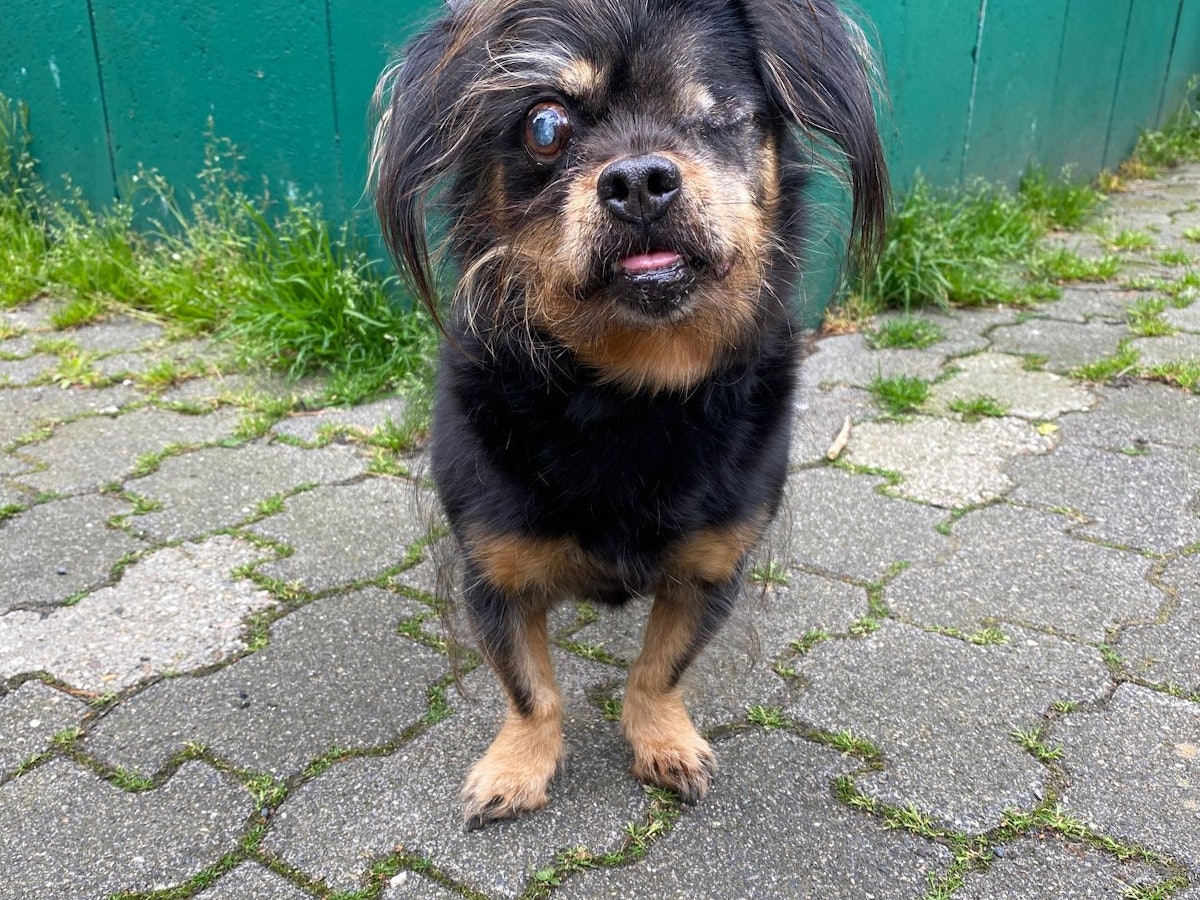 Hund „Rocky“ hat nur ein Auge.