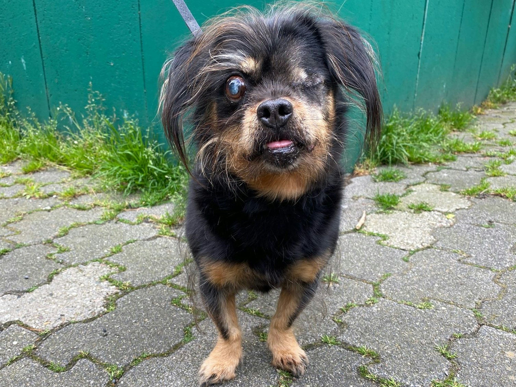 Hund „Rocky“ hat nur ein Auge.