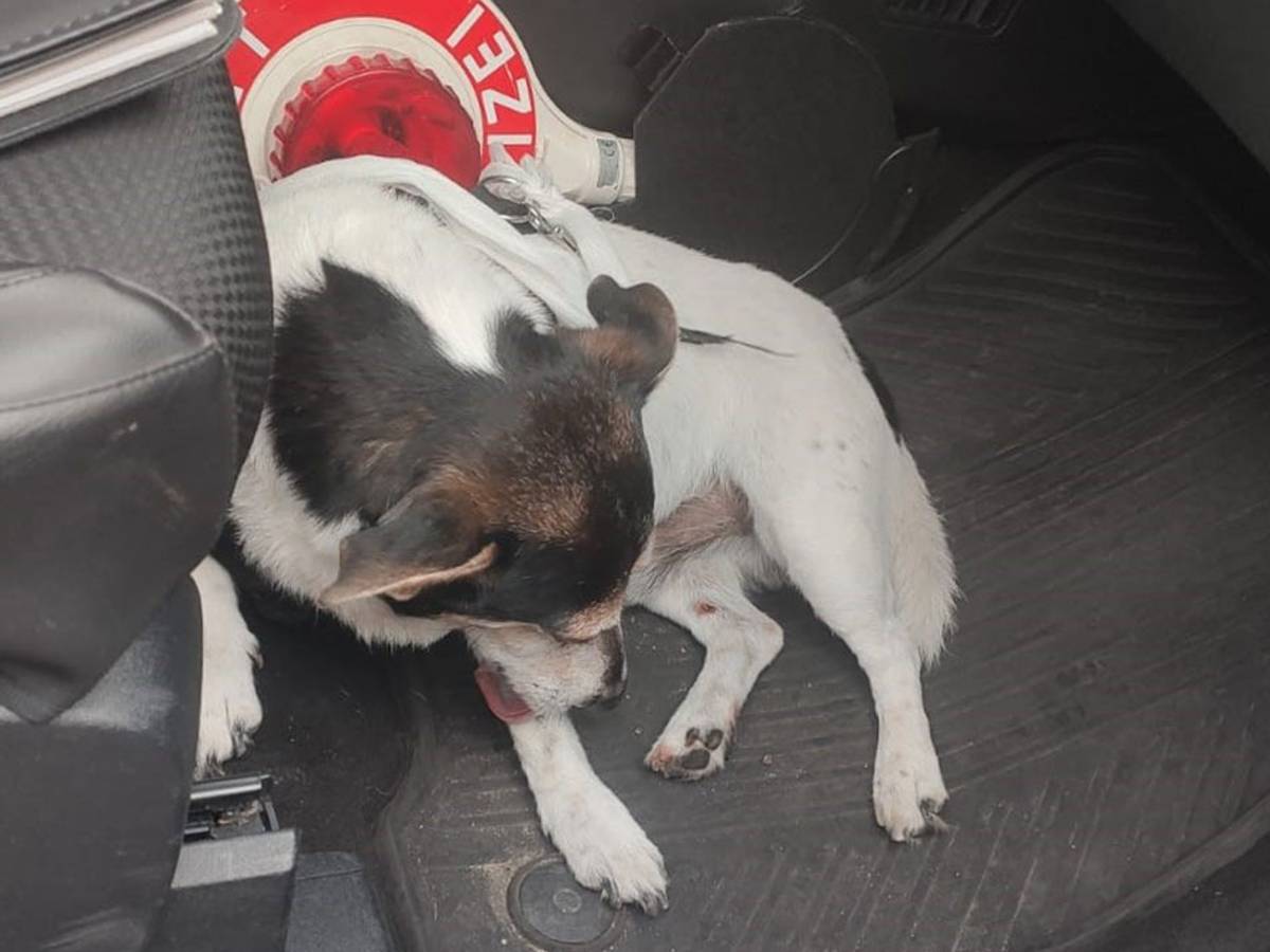 Ein Hund liegt im Fußraum eines Fahrzeugs und leckt sich die Pfote.