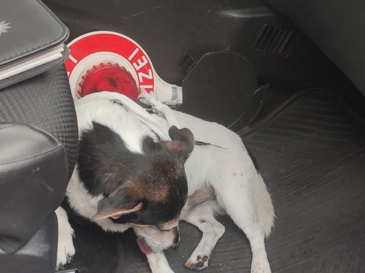 Ein Hund liegt im Fußraum eines Fahrzeugs und leckt sich die Pfote.