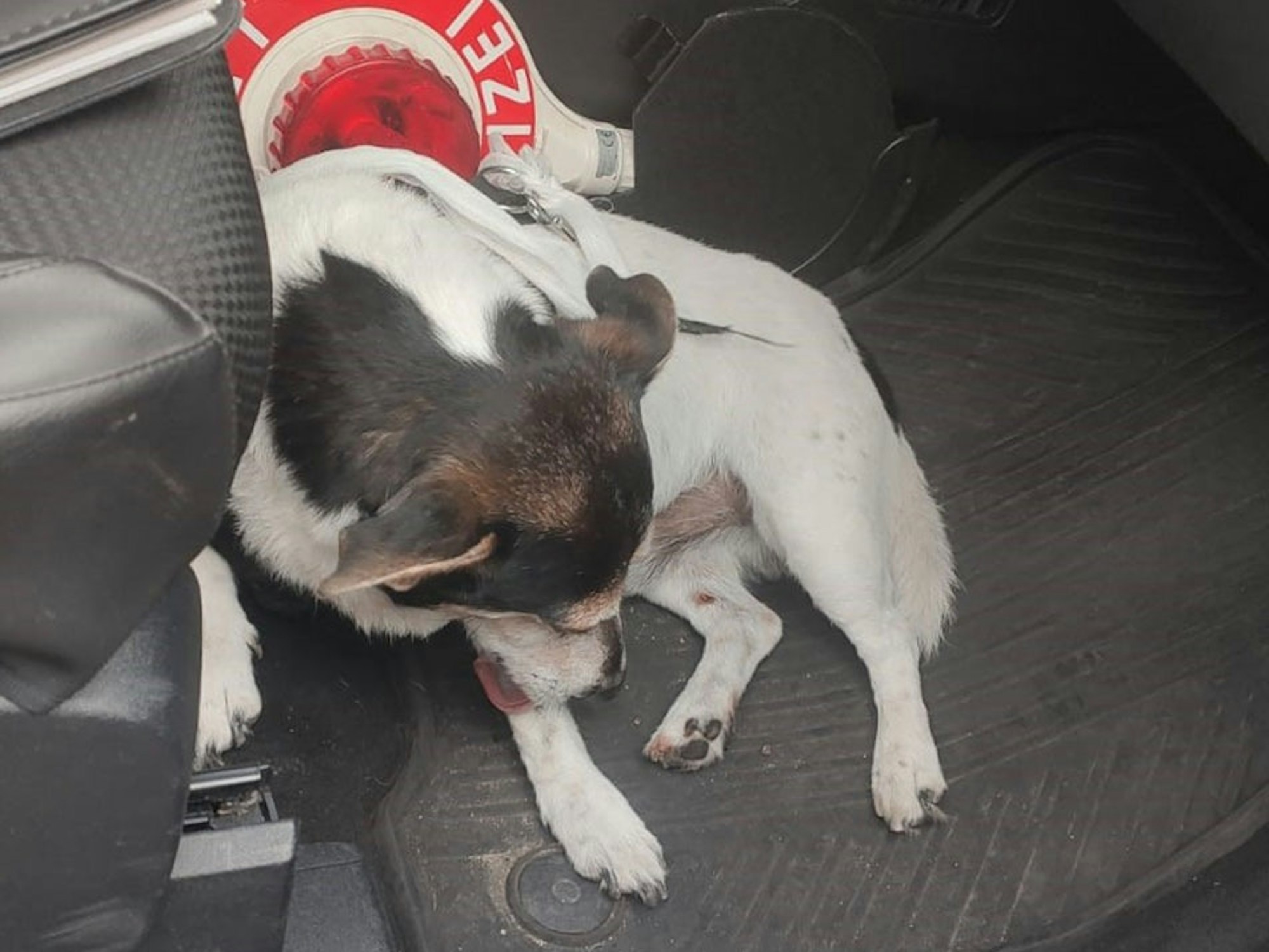 Ein Hund liegt im Fußraum eines Fahrzeugs und leckt sich die Pfote.