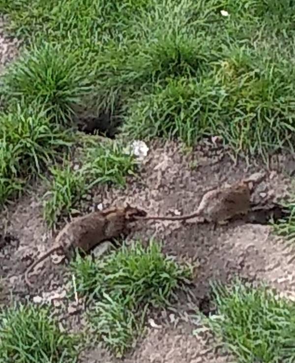 Ratten am Kölnberg