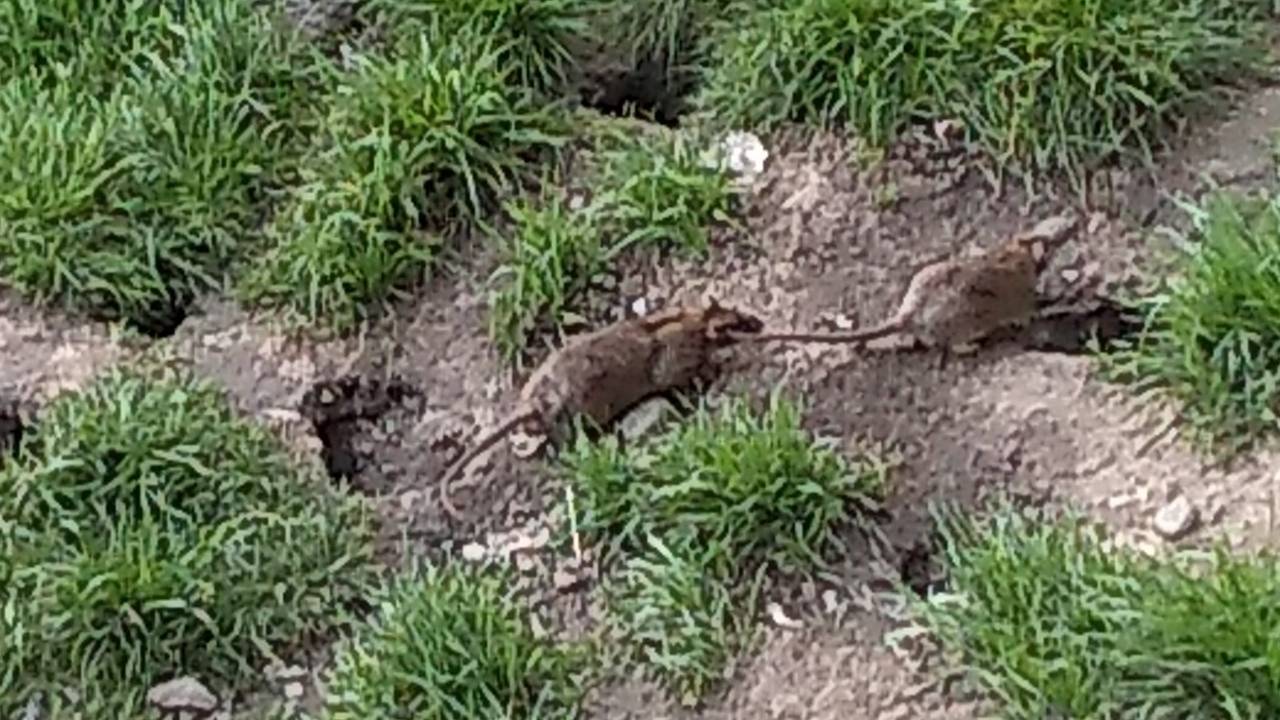 Ratten am Kölnberg