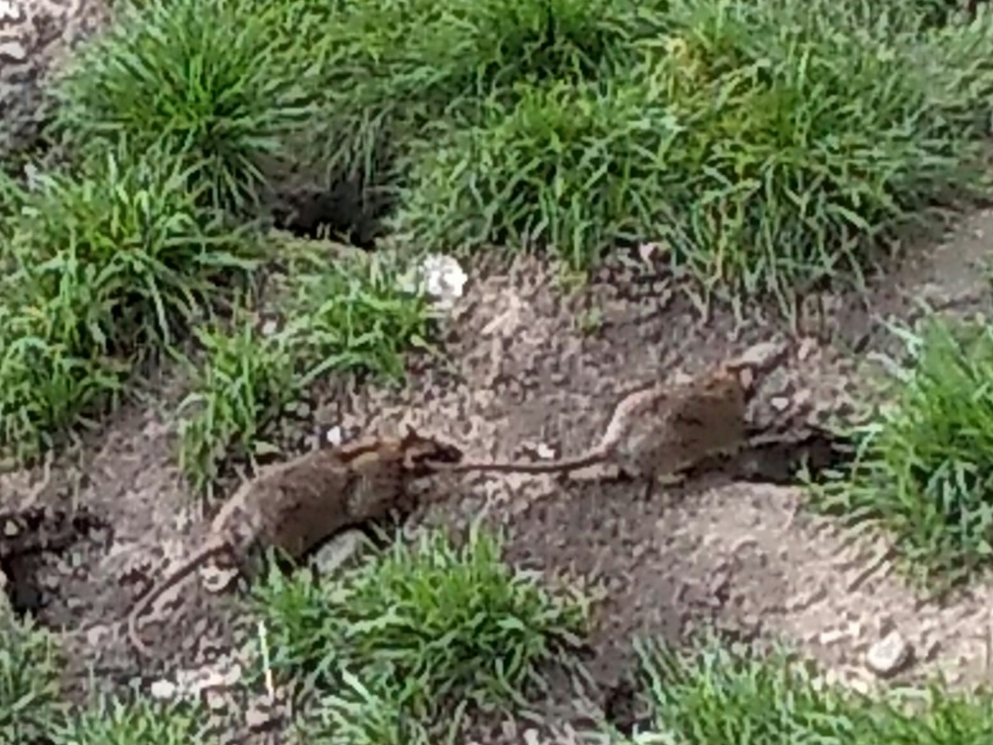 Ratten am Kölnberg