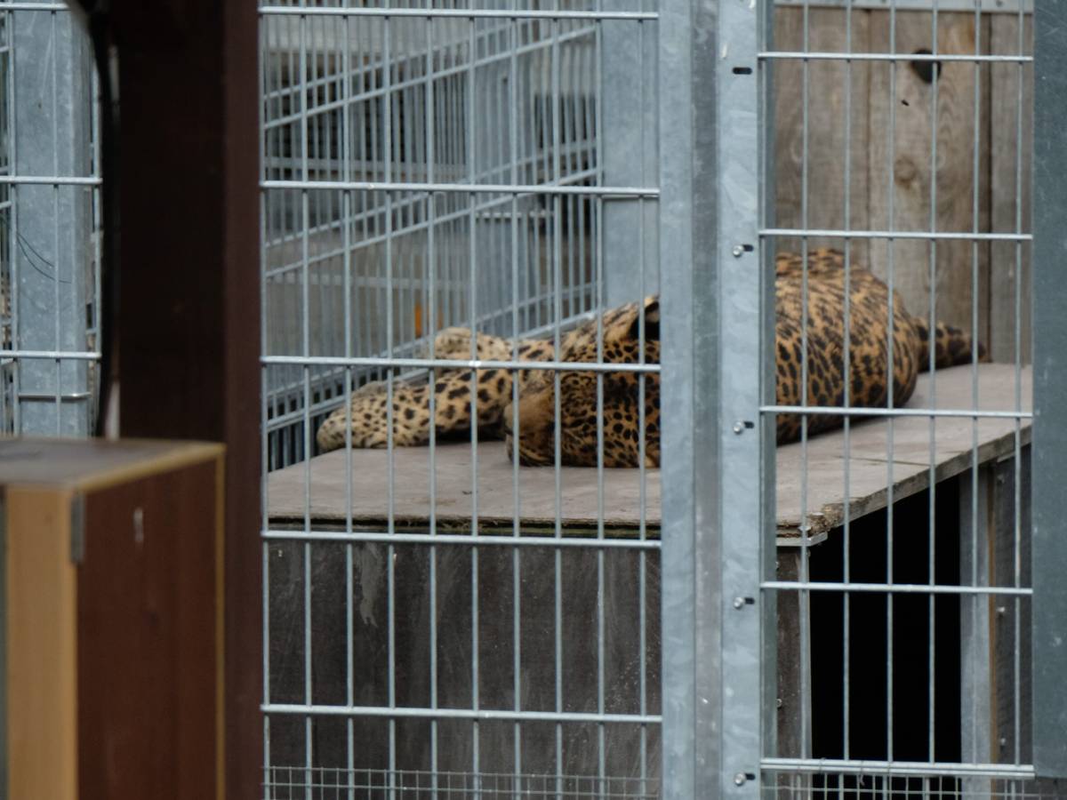 Der Leopard (hier ein Foto vom 25. August) hat die Frau schwer verletzt.