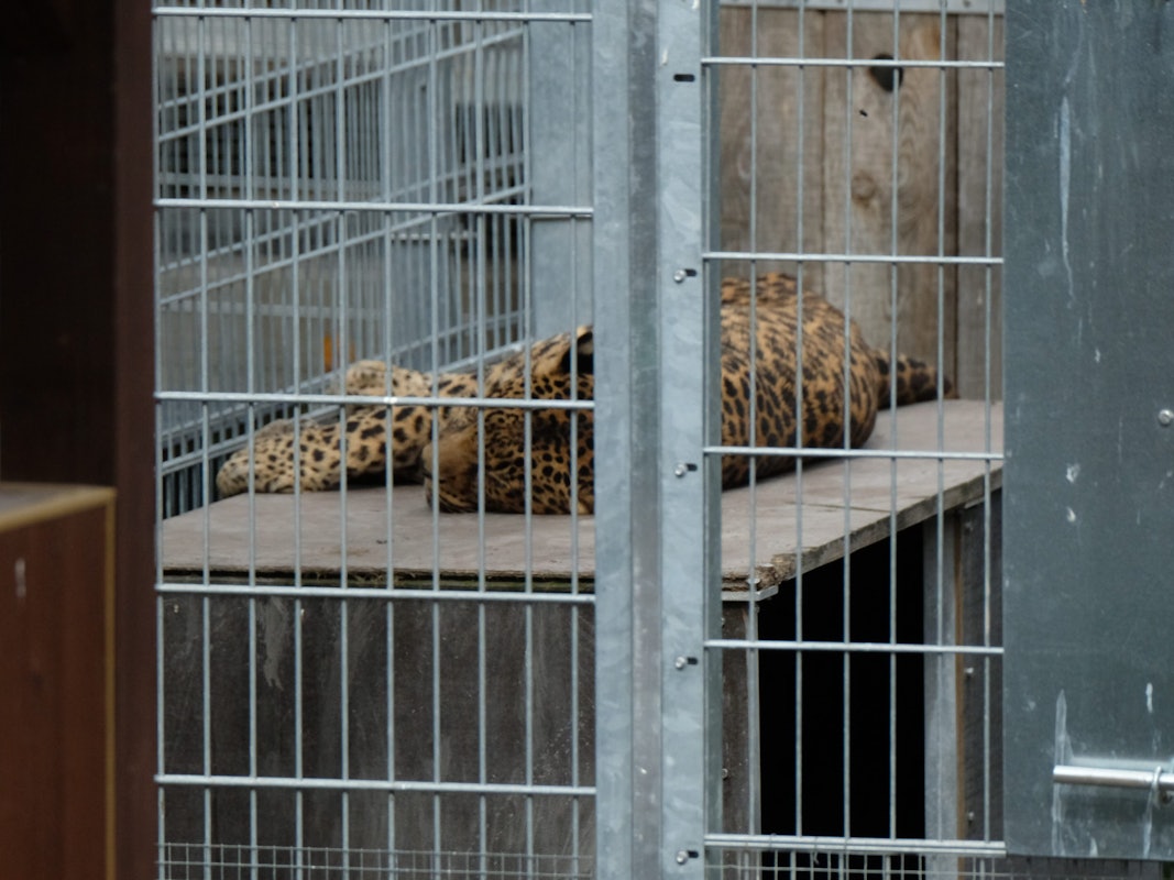 Der Leopard (hier ein Foto vom 25. August) hat die Frau schwer verletzt.
