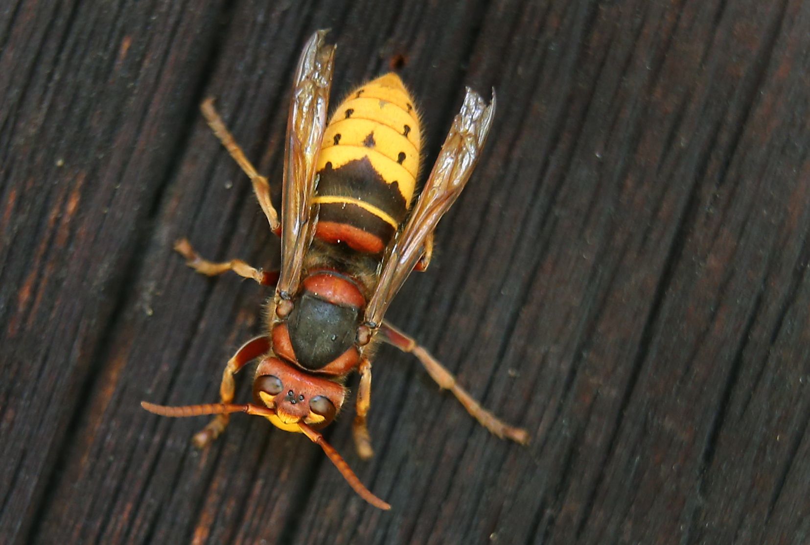 Eine Hornisse sitzt in unserem Symbolbild auf einer Holztür. Hornissen haben mehrere Besucher in Dresden angegriffen und verletzt.