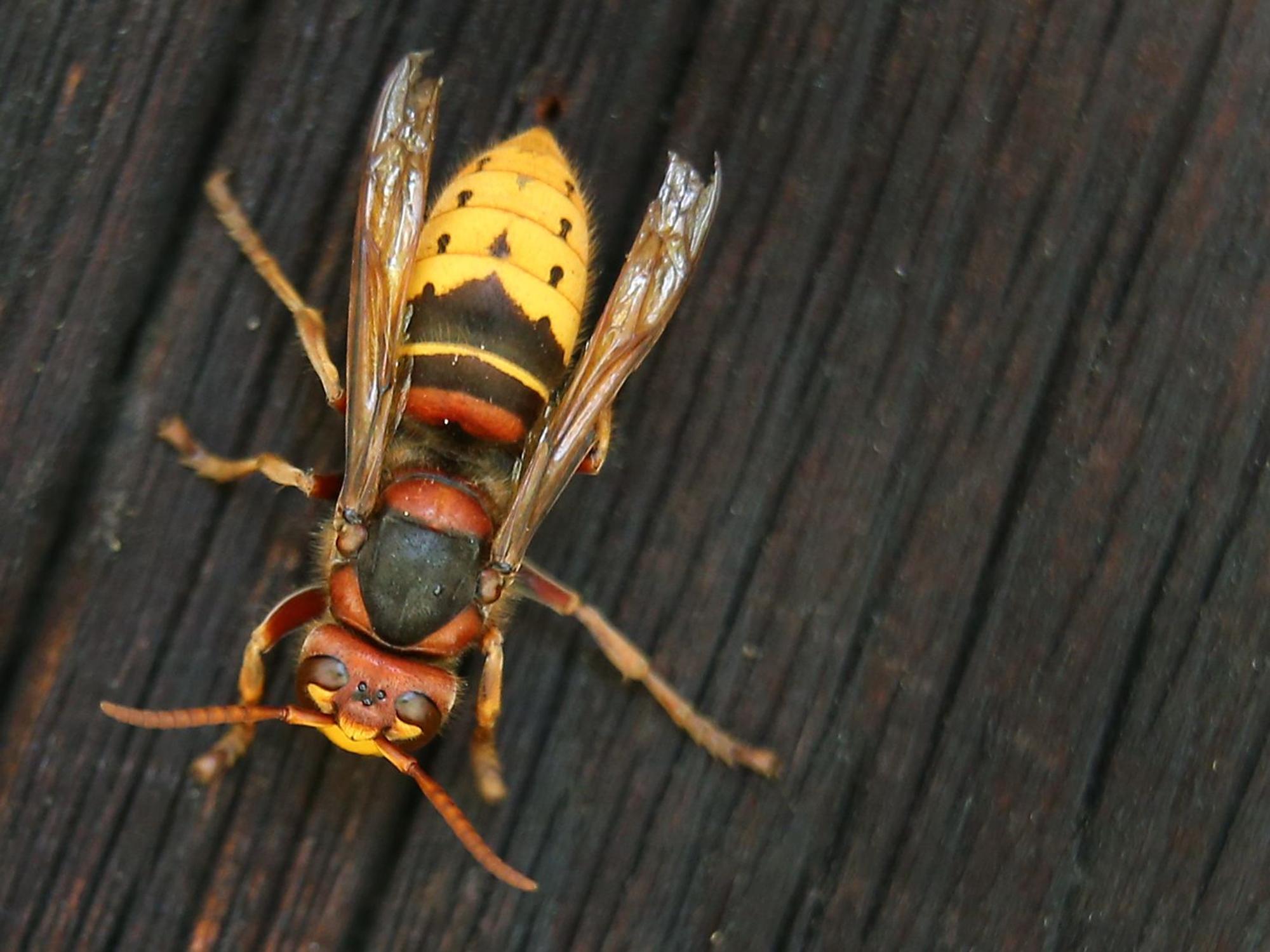 Eine Hornisse sitzt in unserem Symbolbild auf einer Holztür. Hornissen haben mehrere Besucher in Dresden angegriffen und verletzt.