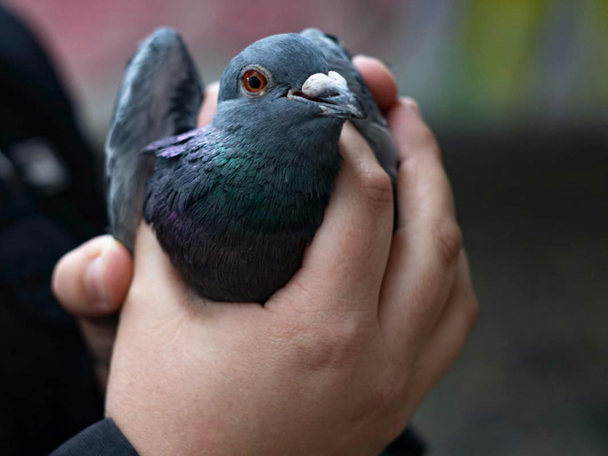 Ein Mensch hält eine Taube in der Hand.