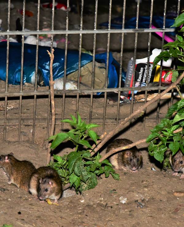 Köln: Müll und viele Ratten. Am Kölnberg verschlimmert sich die Rattenplage immer mehr.