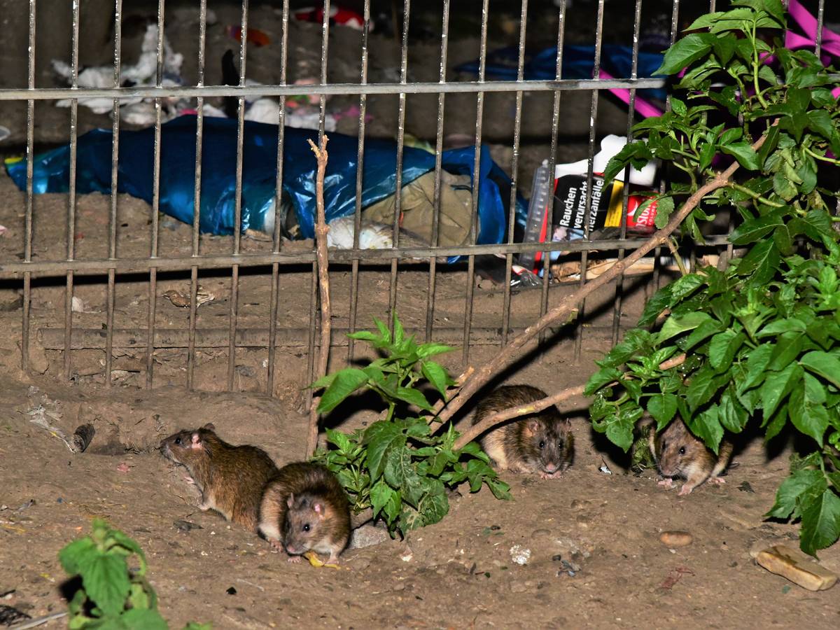 Köln: Müll und viele Ratten. Am Kölnberg verschlimmert sich die Rattenplage immer mehr.