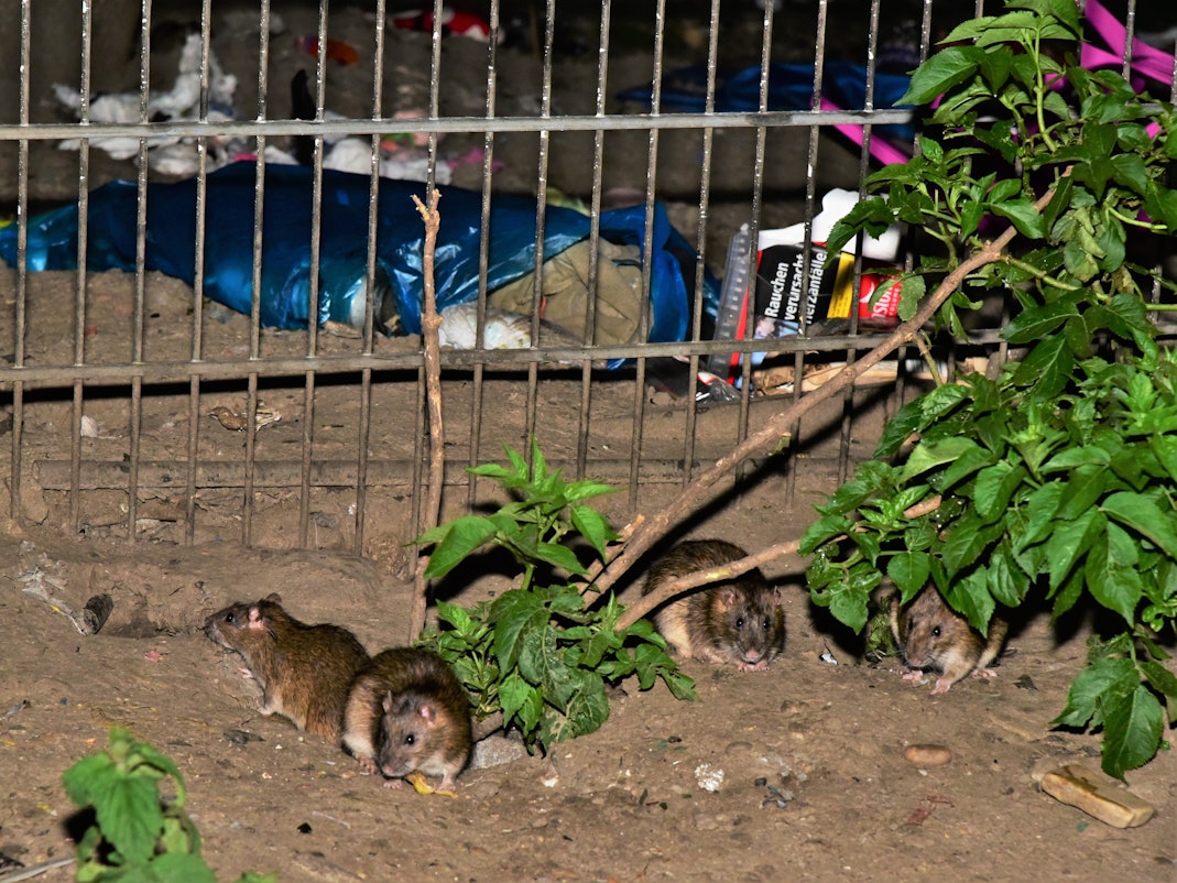 Köln: Müll und viele Ratten. Am Kölnberg verschlimmert sich die Rattenplage immer mehr.