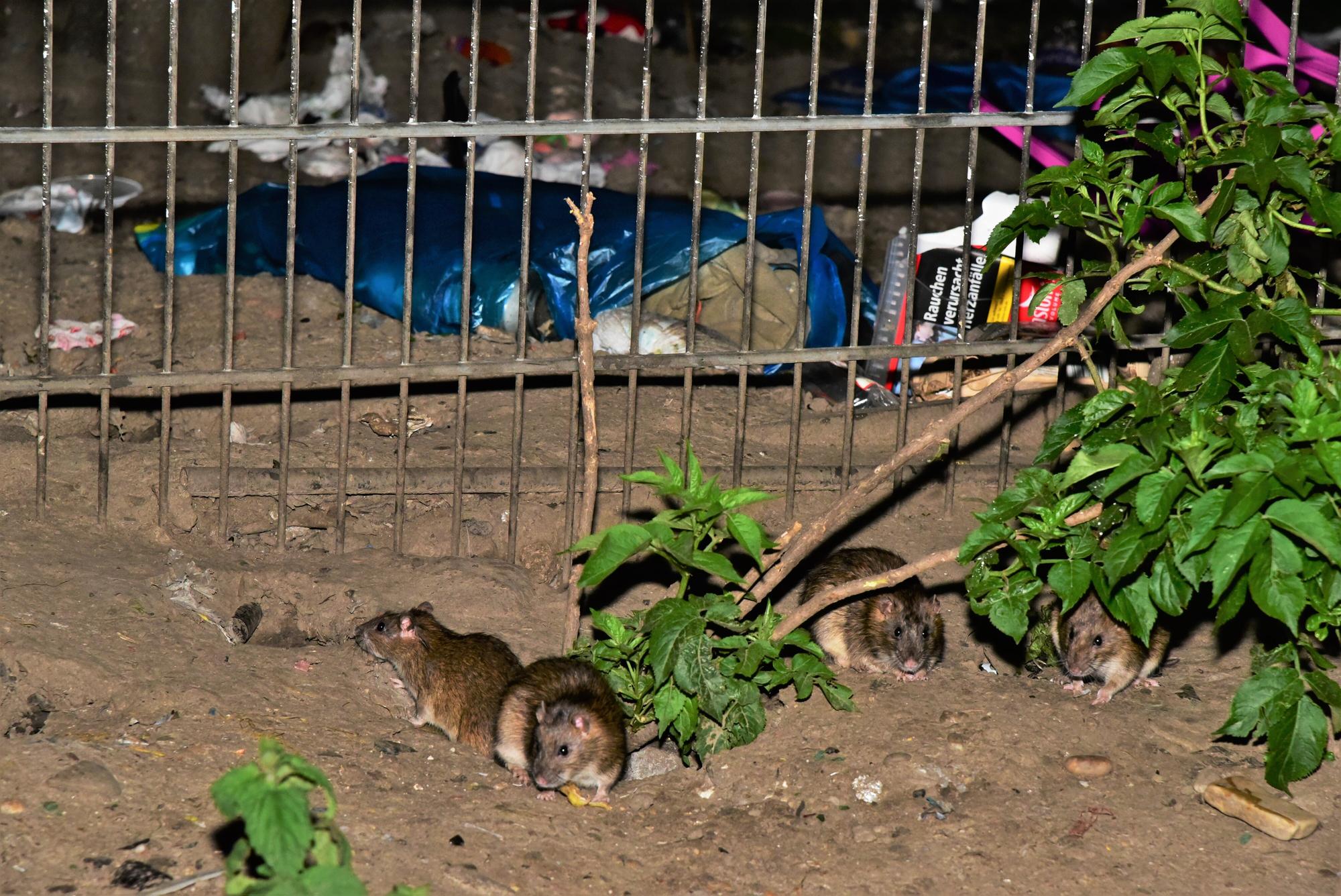 Köln: Müll und viele Ratten. Am Kölnberg verschlimmert sich die Rattenplage immer mehr.