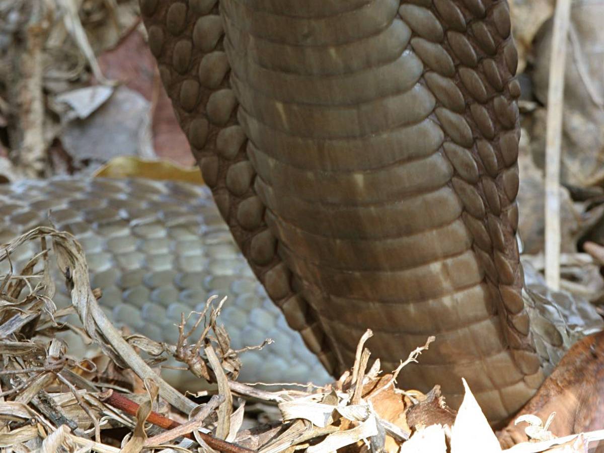 Die undatierte Aufnahme, die 2007 von der Naturschutzorganisation Wildlife Direct geteilt wurde, zeigt die bis dato weltweit größte Speikobra in Kenia. Ihr Biss hat genug Gift, um 15 bis 20 Menschen zu töten. Einem chinesischen Koch wurde eine solche Kobra nun zum Verhängnis.