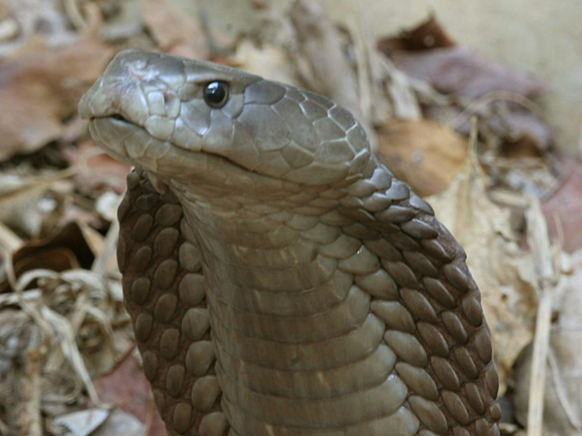 Die undatierte Aufnahme, die 2007 von der Naturschutzorganisation Wildlife Direct geteilt wurde, zeigt die bis dato weltweit größte Speikobra in Kenia. Ihr Biss hat genug Gift, um 15 bis 20 Menschen zu töten. Einem chinesischen Koch wurde eine solche Kobra nun zum Verhängnis.