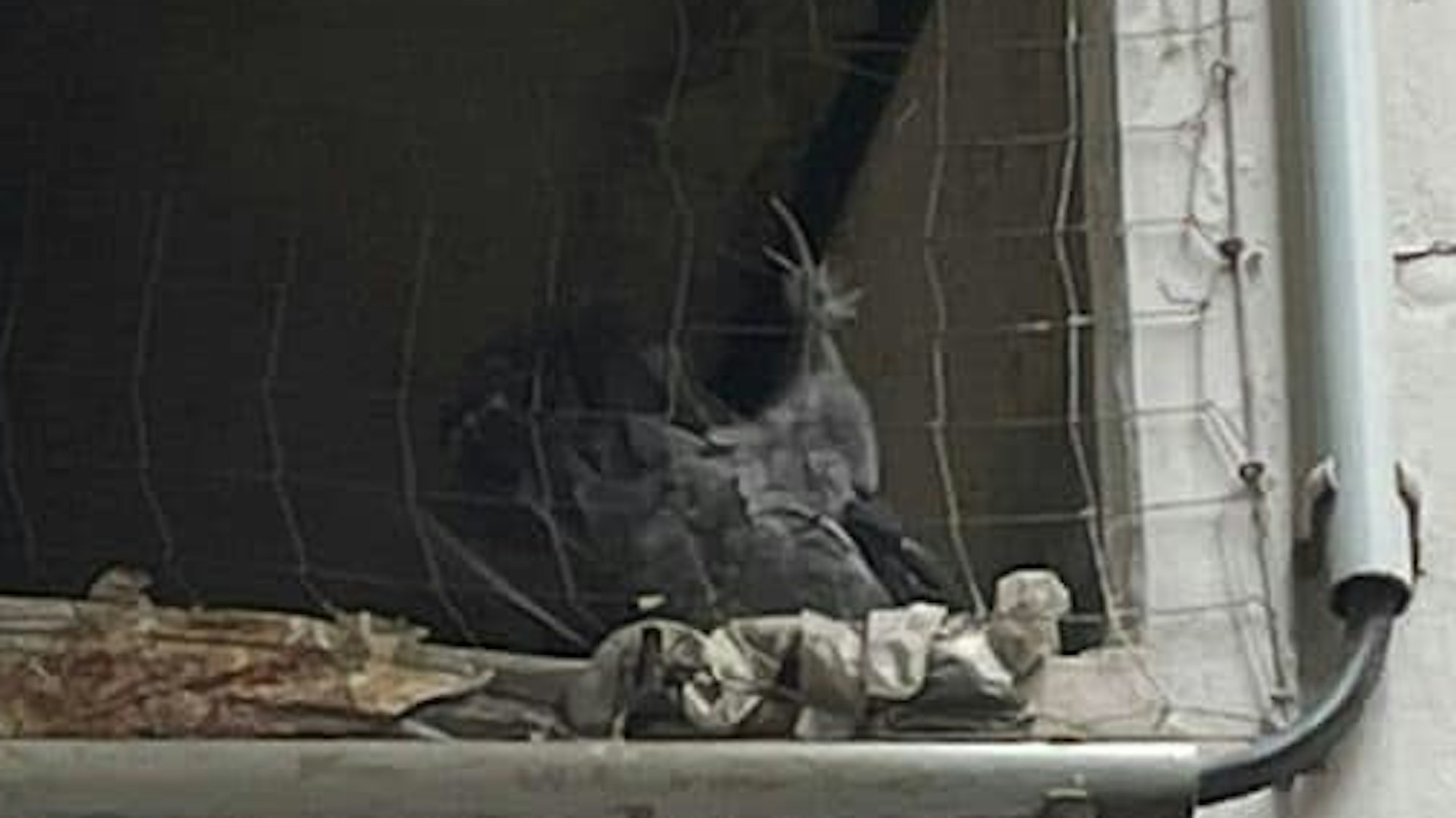 Eine Taube hängt mit einem Bein in einem Netz fest.