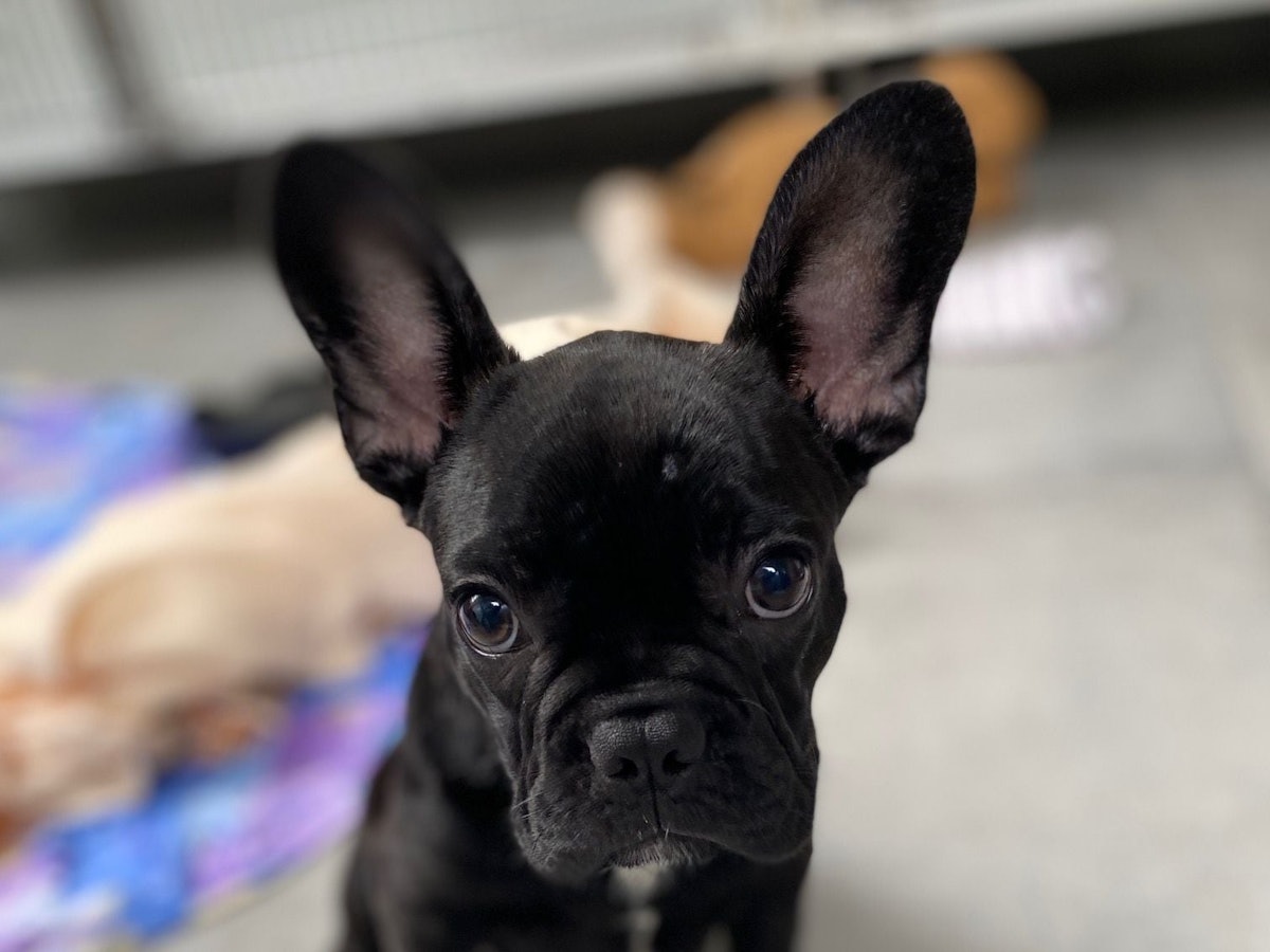 Ein Welpe mit schwarzem Fell guckt mit großen Augen in die Kamera.