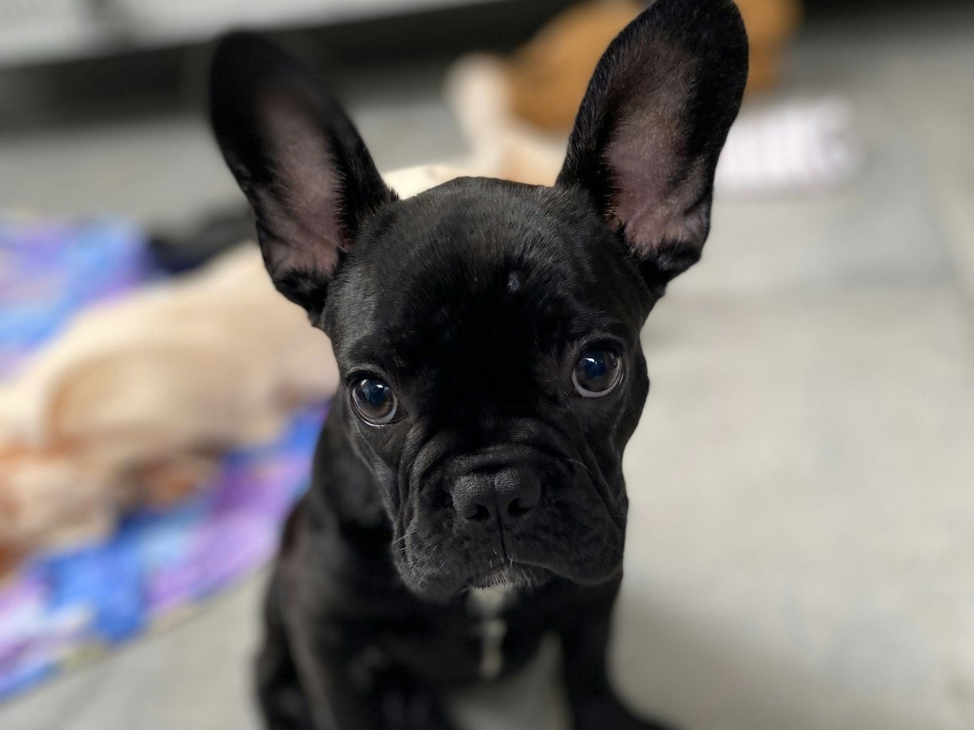 Ein Welpe mit schwarzem Fell guckt mit großen Augen in die Kamera.