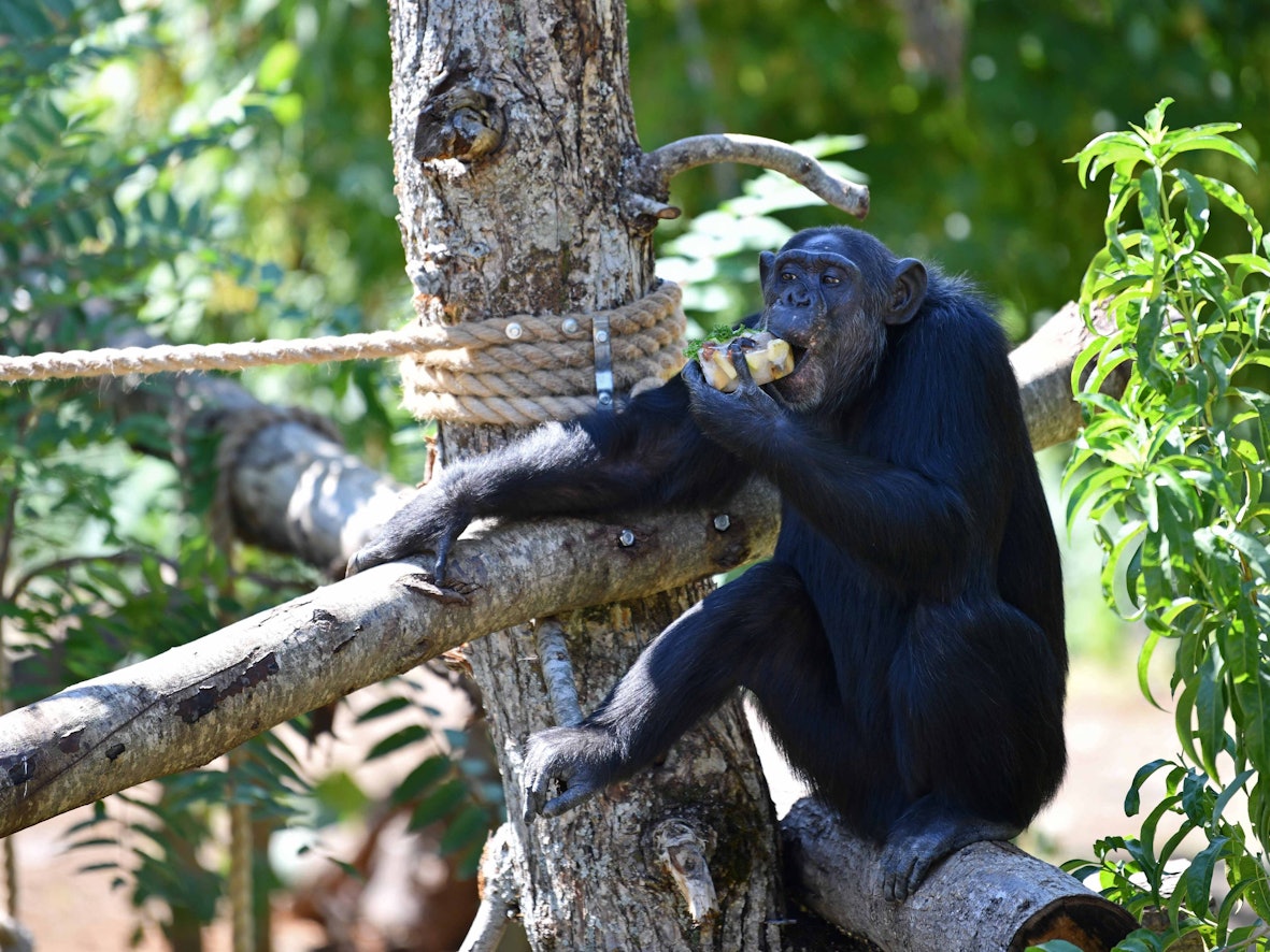 Ein Schimpanse sitzt auf einem Baum im Zoo und isst einen Apfel.