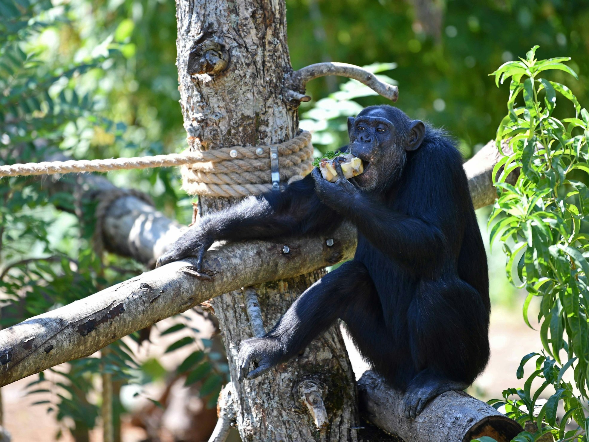 Ein Schimpanse sitzt auf einem Baum im Zoo und isst einen Apfel.
