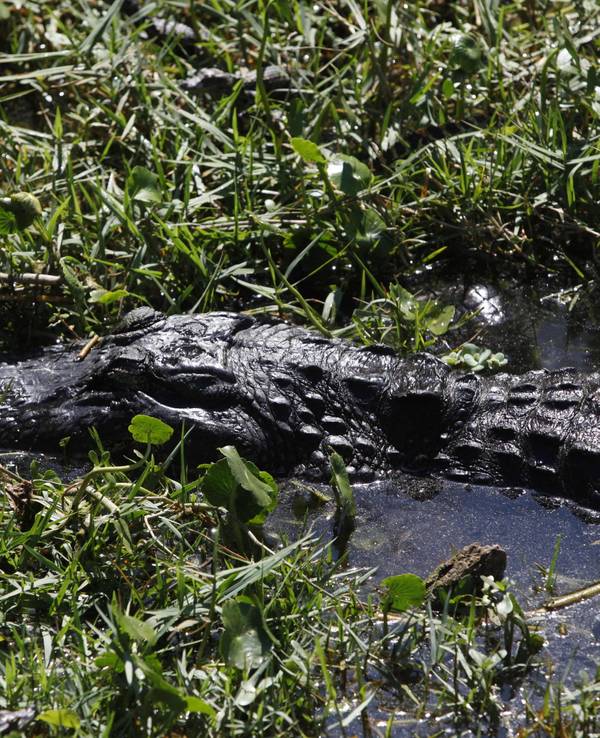 Ein Alligator schwimmt in St. Petersburg, Florida (USA) im Sawgrass Lake Park durch das seichte Wasser.
